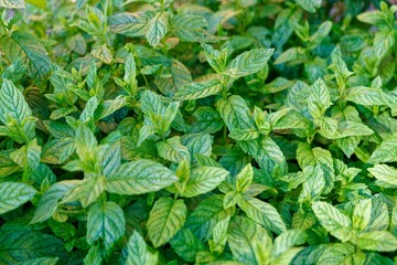 Closeup shot of green leaves of bergamot mint (Mentha citrata) - obrazy, fototapety, plakaty