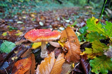 Fly Agara Mushrooms French Forest in Autumn