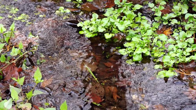 自然の小川に自生するクレソン　落葉した森の風景