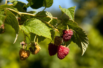 Ripe and unripe raspberry in the fruit garden. Growing natural bush of raspberry. Branch of raspberry in sunlight.