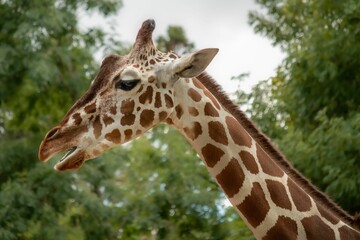 Portrait  of a giraffe and its long neck, with green trees in the background