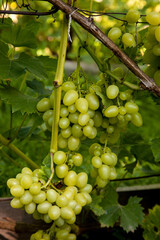 Bunch of green grapes in the garden.