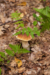 Boletus mushroom in the wild. Porcini mushroom grows on the forest floor at autumn season..