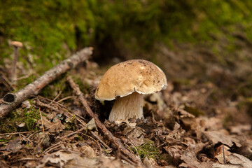 Single Boletus mushroom in the wild. Porcini mushroom grows on the forest floor at autumn season..