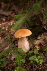 Porcini mushroom growing in pine tree forest at autumn season..