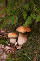 Two porcini mushrooms growing in pine tree forest at autumn season..