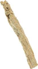 dang shen cut out on transparent background.