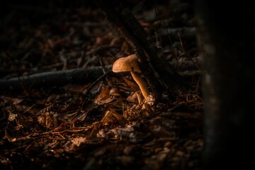 Closeup of a mushroom near the tree with leaf litter around