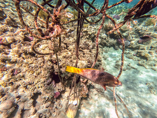 Close up view of Hipposcarus longiceps or Longnose Parrotfish (Hipposcarus Harid) at coral reef..