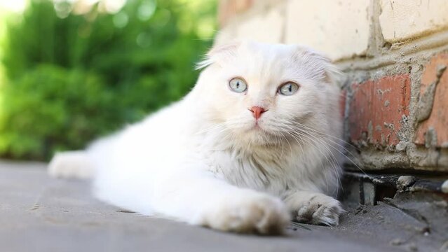 Scottish Fold cat with large blue eyes lies on the street against the background of bright grass, close up
