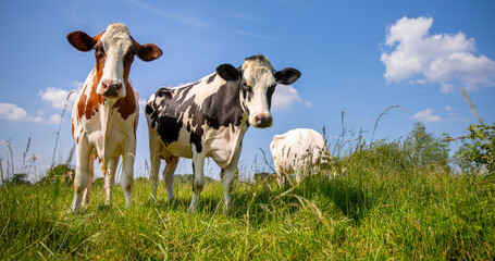 Troupeau de vache laitière dans les champs au printemps en France.