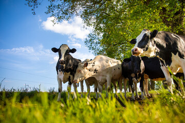 Troupeau de vache laitière en pleine nature. - obrazy, fototapety, plakaty