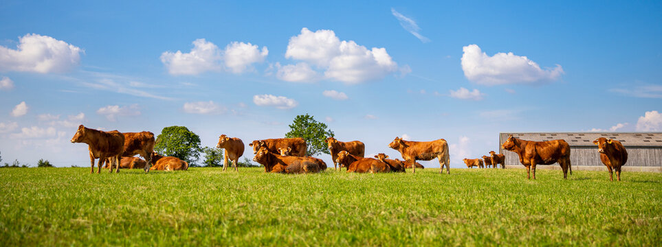 Troupeau de vache ou de b&oelig;uf de race &agrave; viande au milieu de la nature.