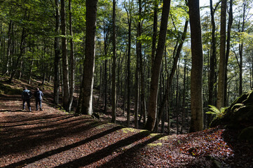 Paisaje otoñal con dos senderistas caminan entre hayas en el hayedo encantado de la sierra de Urbasa en Pamplona, España.