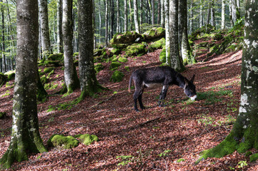 Vista de un asno o burro en libertad en el hayedo encantado de la sierra de Urbasa en Navarra, España. - obrazy, fototapety, plakaty