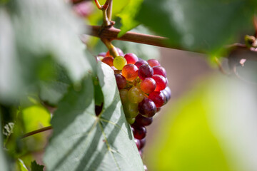 Grappe de raisin noir ou pourpre dans un vignoble en automne, France.