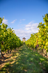 Fototapeta na wymiar Paysage viticole et vigne en automne en France après les vendanges.