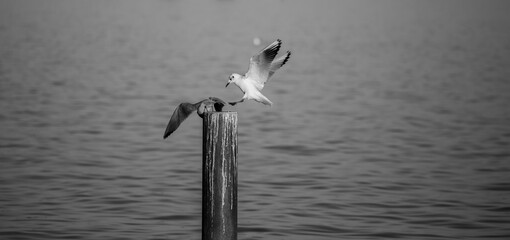 Greyscale shot of a couple of gulls on a pole in the sea - Powered by Adobe