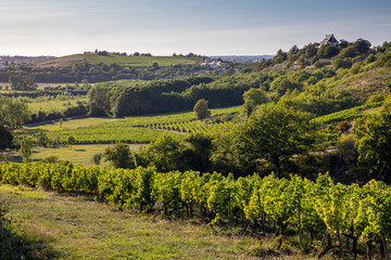 Paysage viticole et vigne en automne en France après les vendanges.