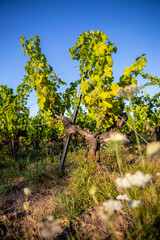 Paysage de vigne en France, vignoble et grappe de raisin sous le soleil d'été. - 676443468