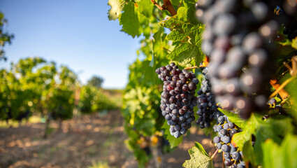 Grappe de raisin noir ou pourpre dans un vignoble en automne, France.