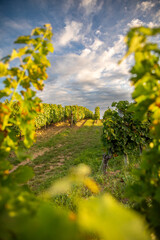 Paysage viticole et vigne en automne en France après les vendanges.