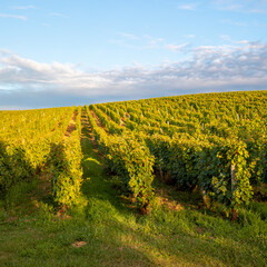 Obraz premium Paysage viticole et vigne en automne en France après les vendanges.