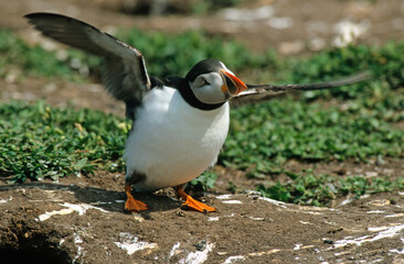 Macareux moine, .Fratercula arctica, Atlantic Puffin