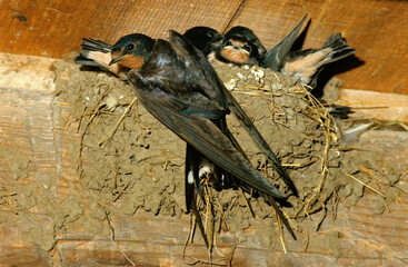 Hirondelle rustique, Hirondelle de cheminée, nid, jeune, nourrissage,.Hirundo rustica, Barn Swallow © JAG IMAGES
