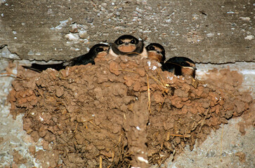 Hirondelle rustique, Hirondelle de cheminée, nid, jeune, nourrissage,.Hirundo rustica, Barn Swallow © JAG IMAGES