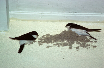 Hirondelle de fenêtre,.Delichon urbicum, Western House Martin, nid © JAG IMAGES