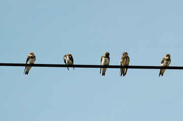 Hirondelle de rivage,.Riparia riparia, Sand Martin © JAG IMAGES