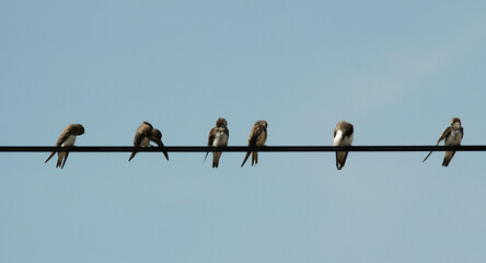 Hirondelle de rivage,.Riparia riparia, Sand Martin © JAG IMAGES