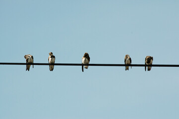 Hirondelle de rivage,.Riparia riparia, Sand Martin © JAG IMAGES