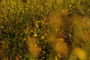 Prairie broomweed shows blooming flowers in yellow color during autumn season in Texas.
