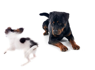 Fototapeta premium rottweiler and papillon dog in studio