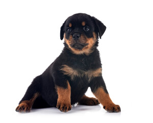 Obraz premium puppy rottweiler in studio