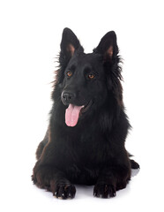 young german shepherd