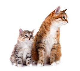 kitten and mother Kurilian Bobtail in studio