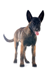 puppy malinois in studio