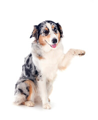 australian shepherd in studio