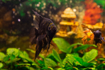 Angelfish in home freshwater aquarium