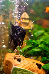 Angelfish in home freshwater aquarium