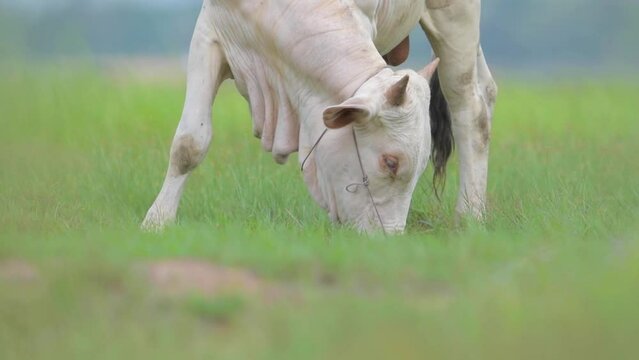 white cow on the meadow