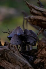 Vertical shot of Inky caps growing in a forest