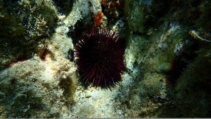 Naklejka na ściany i meble Purple sea urchin, Rock sea urchin or Stony sea urchin (Paracentrotus lividus) undersea, Aegean Sea, Greece, Halkidiki
