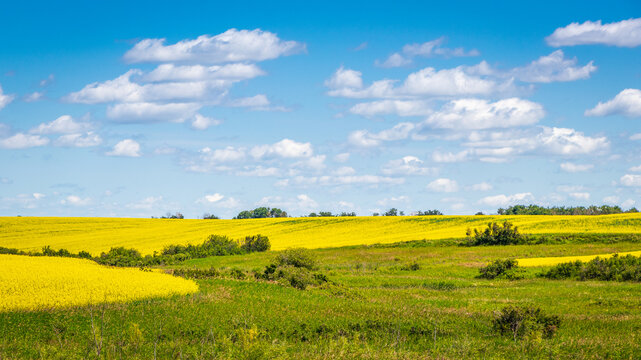 Prairie Mosaic with Canola Field