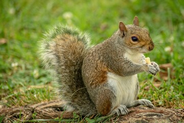 Naklejka na ściany i meble Selective focus closeup of an Eastern gray squirrel outdoors