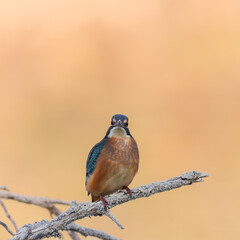 Kingfisher on a branch with brown/red clear background
