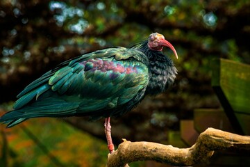 Selective focus of a Northern bald ibis bird perched on a tree branch